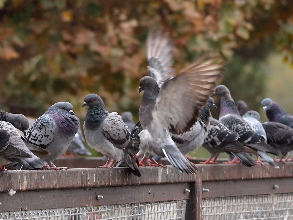 Leaders Fliers And Foragers The Politics Of Being A Pigeon Leaders Fliers And Foragers The Politics Of Being A Pigeon