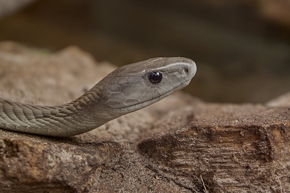 Can a black mamba kill an elephant with one bite? - Quora