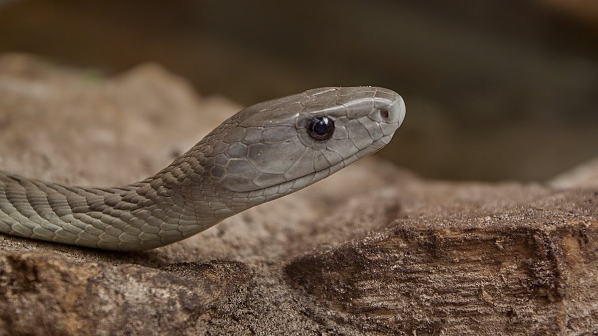 Why Knowing What Black Mamba Venom Does To The Human Body Is Crucial