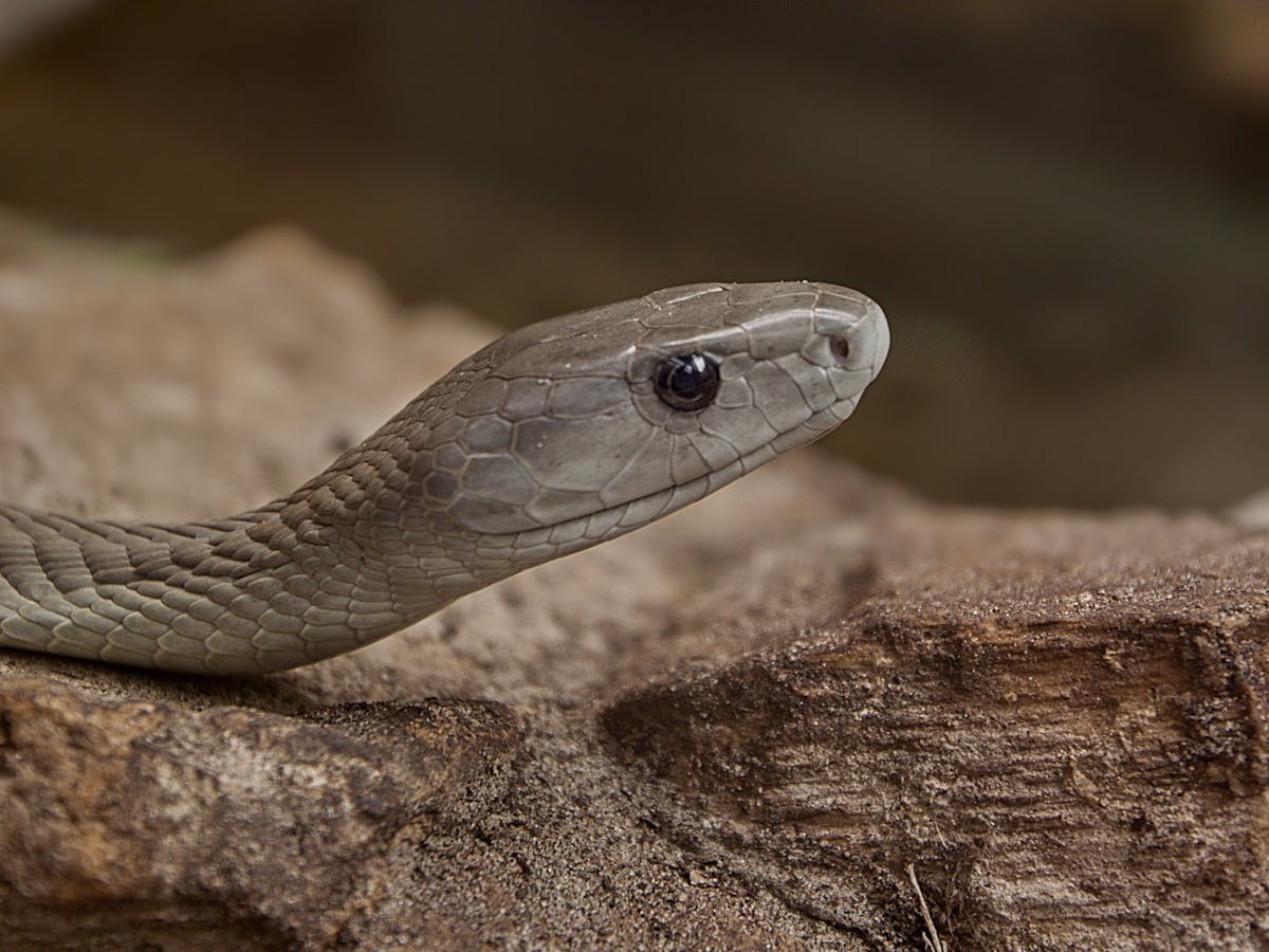 Why Knowing What Black Mamba Venom Does To The Human Body Is Crucial