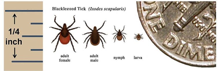 A tick detective wants to understand what drives tick abundance