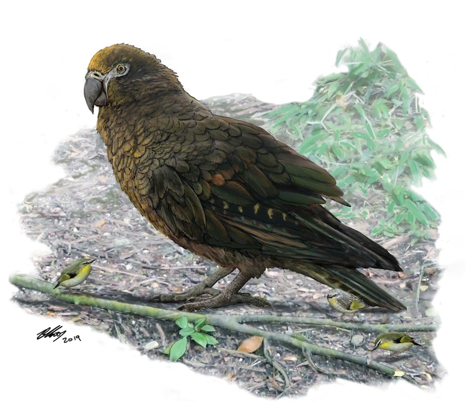 Meet The Hercules Parrot From Prehistoric New Zealand The Biggest Ever Discovered