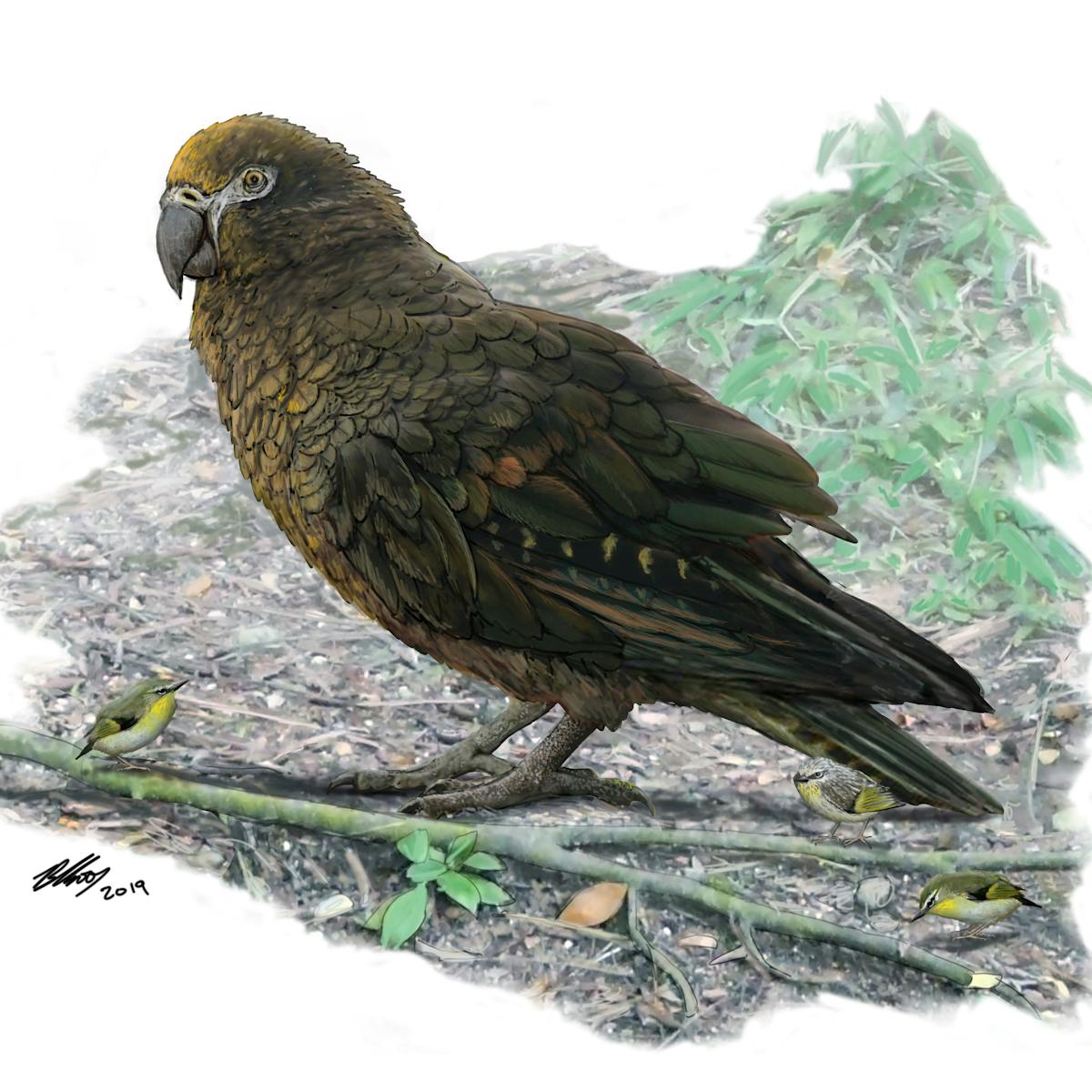 Meet The Hercules Parrot From Prehistoric New Zealand The