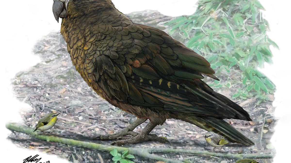 Meet The Hercules Parrot From Prehistoric New Zealand The Biggest Ever Discovered