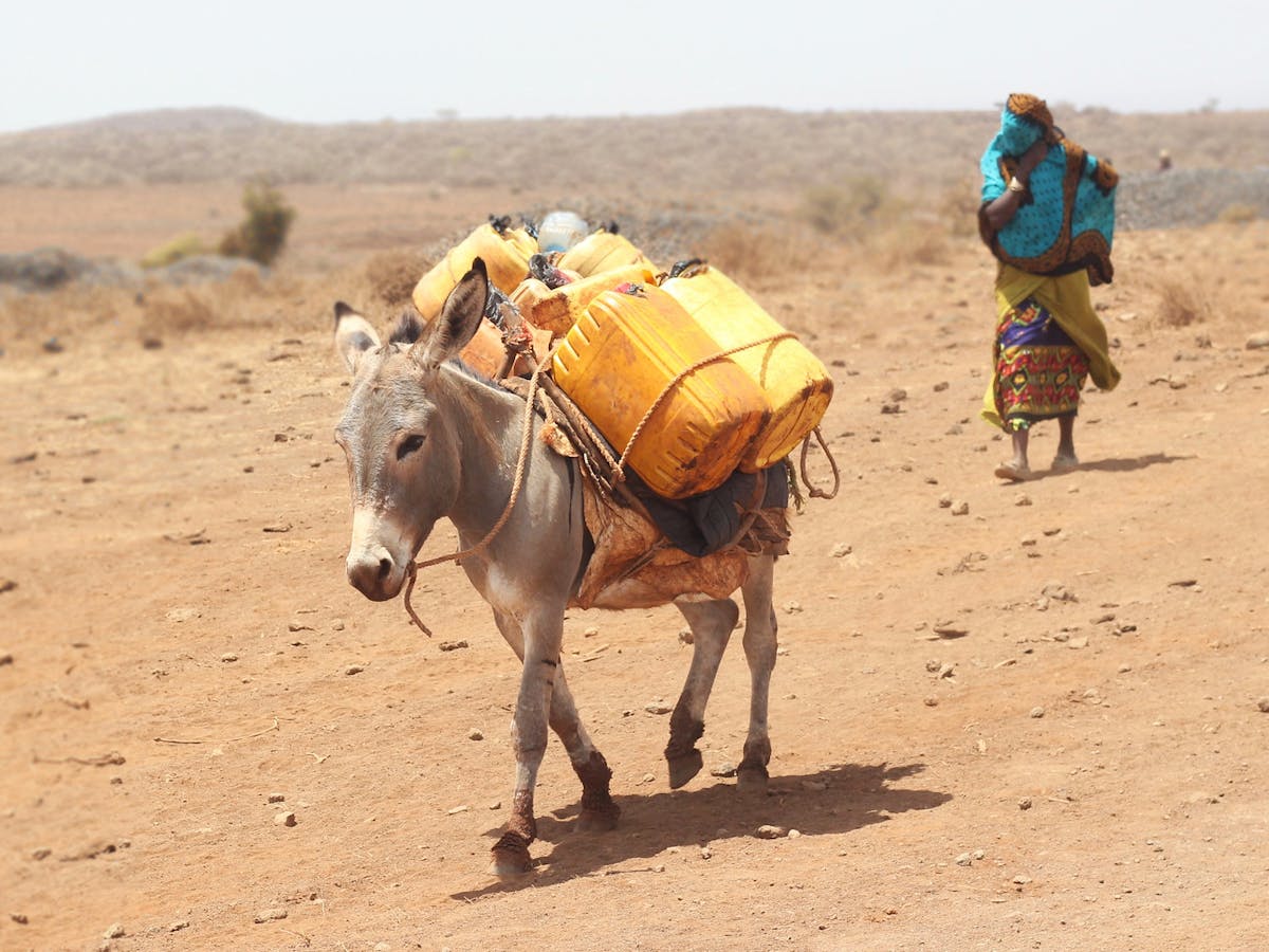 Why Kenya has banned the commercial slaughter of donkeys