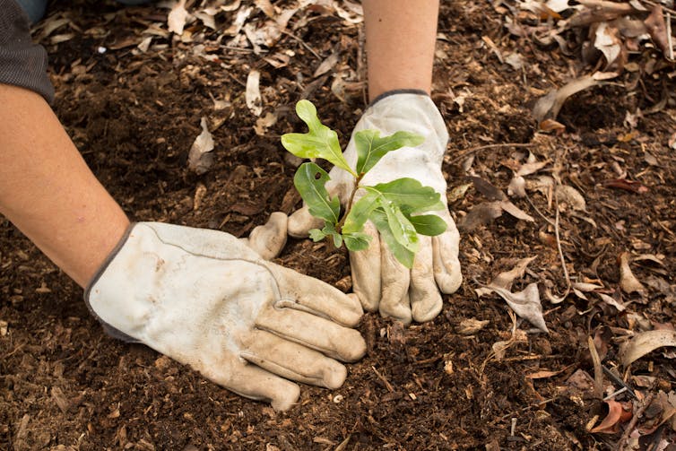 Want to beat climate change? Protect our natural forests