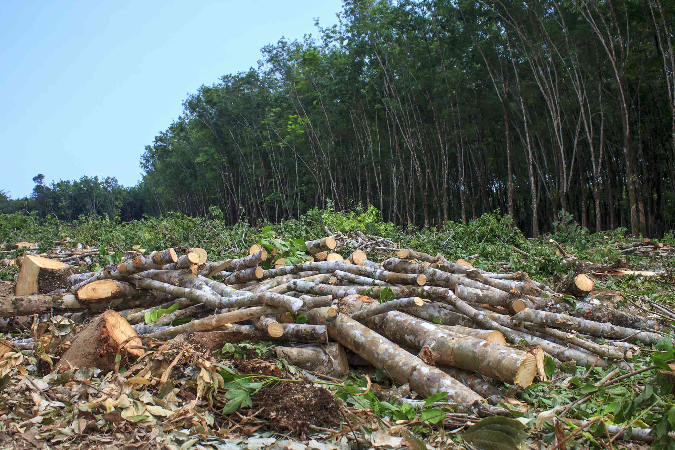 俄罗斯森林资源逐年减少 责任在中国木材加工企业？-中国木业网