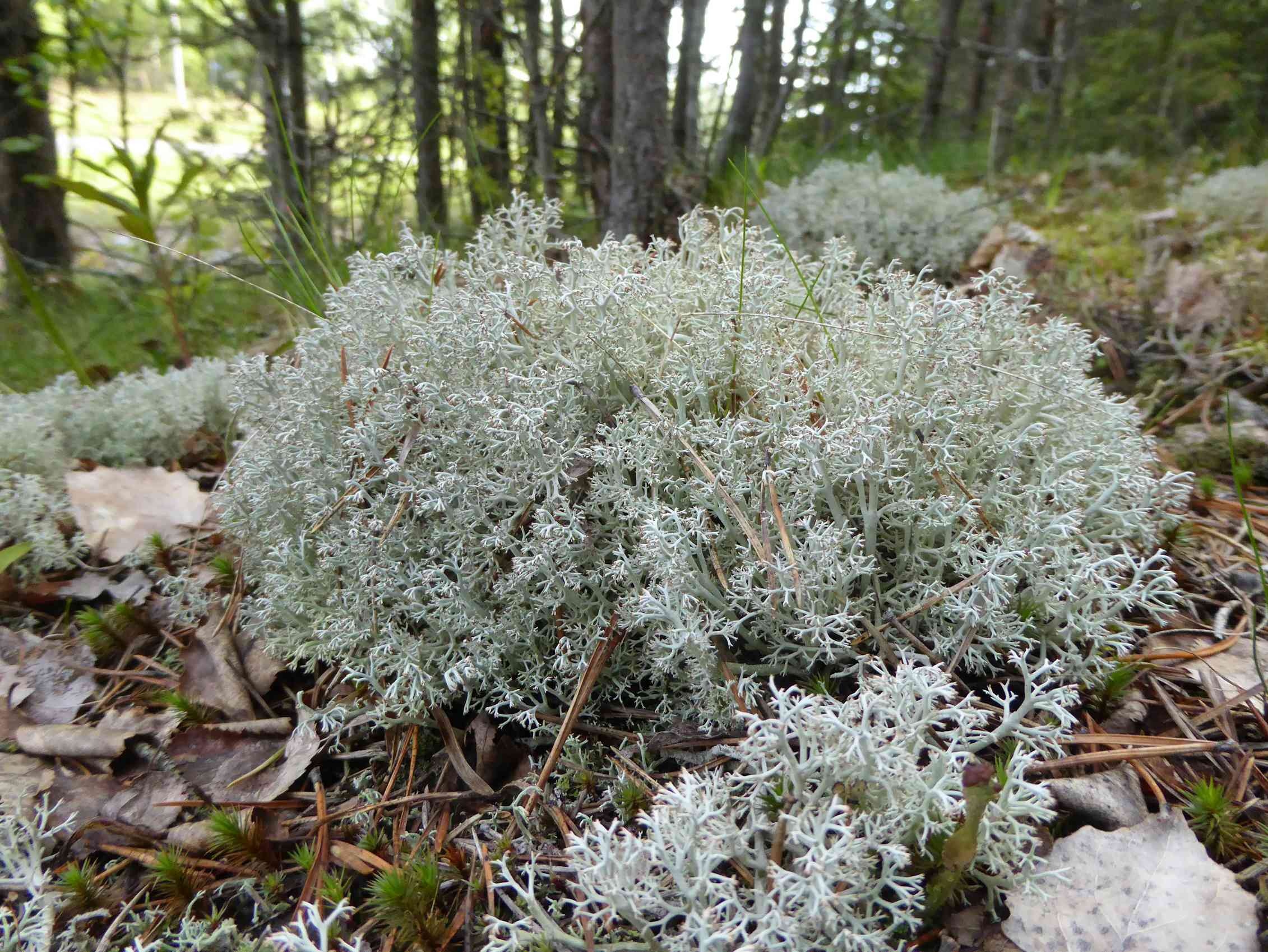 Северный ягель. Artemisia pycnocephala. Растения тундры. Лишайник для оленей.