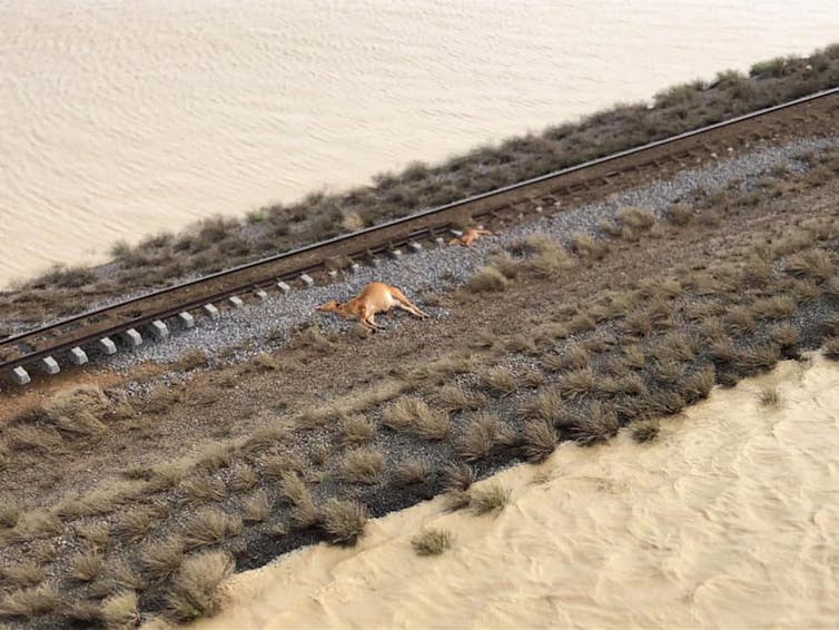 Catastrophic Queensland floods killed 600,000 cattle and devastated native species