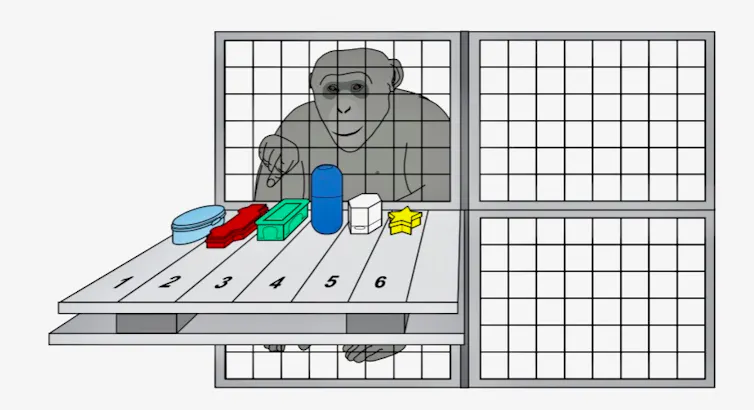 Chimpanzees’ working memory is remarkably similar to our own
