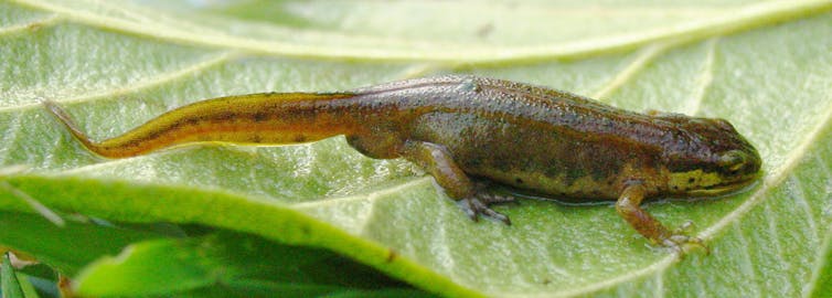 Hidden women of history: Eleanor Anne Ormerod, the self taught agricultural entomologist who tasted a live newt