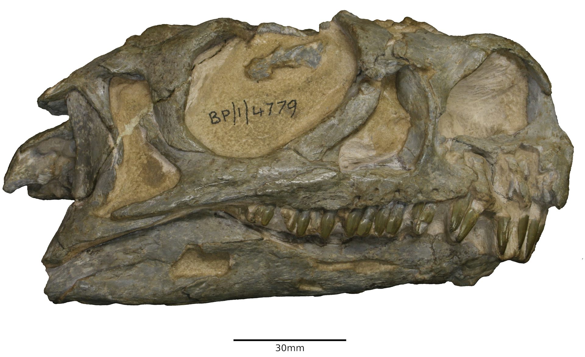 A Fossil Hidden In Plain Sight In South Africa Turns Out To Be A New   File 20190808 144851 1tslawq 