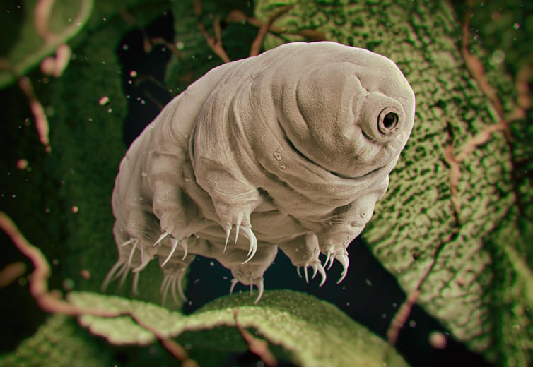 UP CLOSE. Tardigrades are odd little creatures, measuring up to about half a millimeter long. 3DStock/Shutterstock 