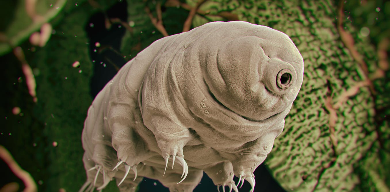 moon creatures tardigrades