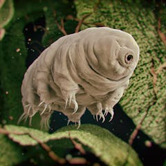 mars research paper topics