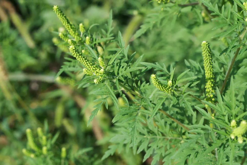 Indiana Ragweed Still sneezing? Climate change may prolong allergy season