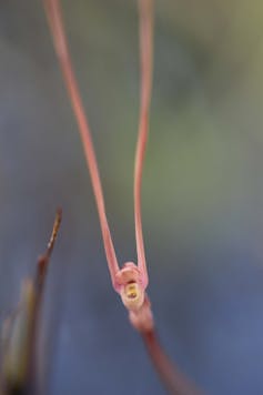 The meat-eating bladderwort traps aquatic animals at lightning speed