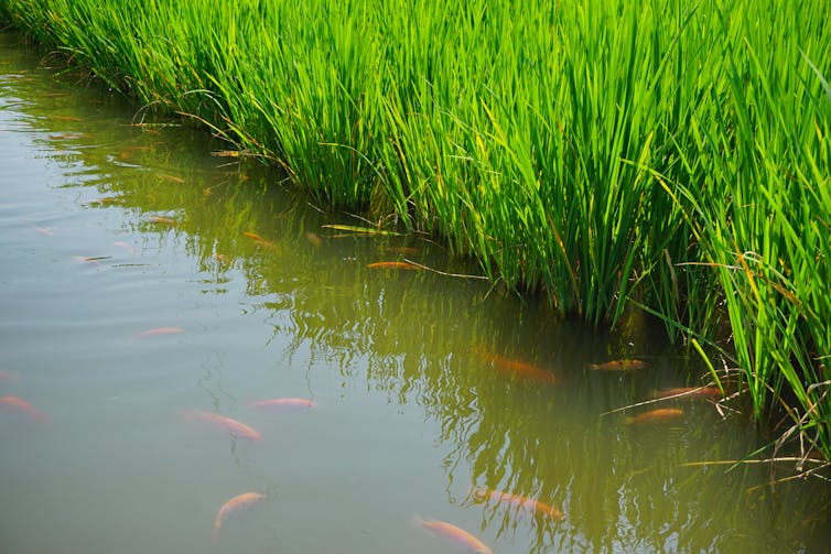 Rice fish farms