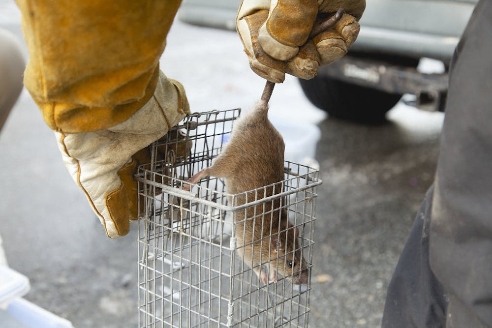 Rat detective uses DNA to uncover how rats scurry around cities