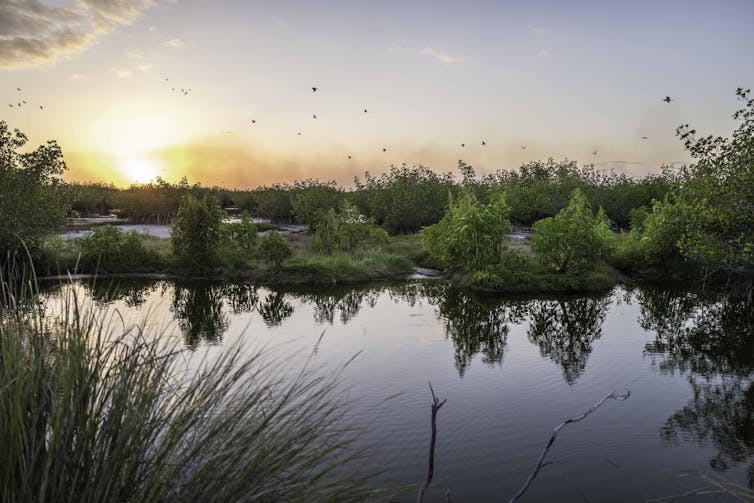 wetland park virtual tour