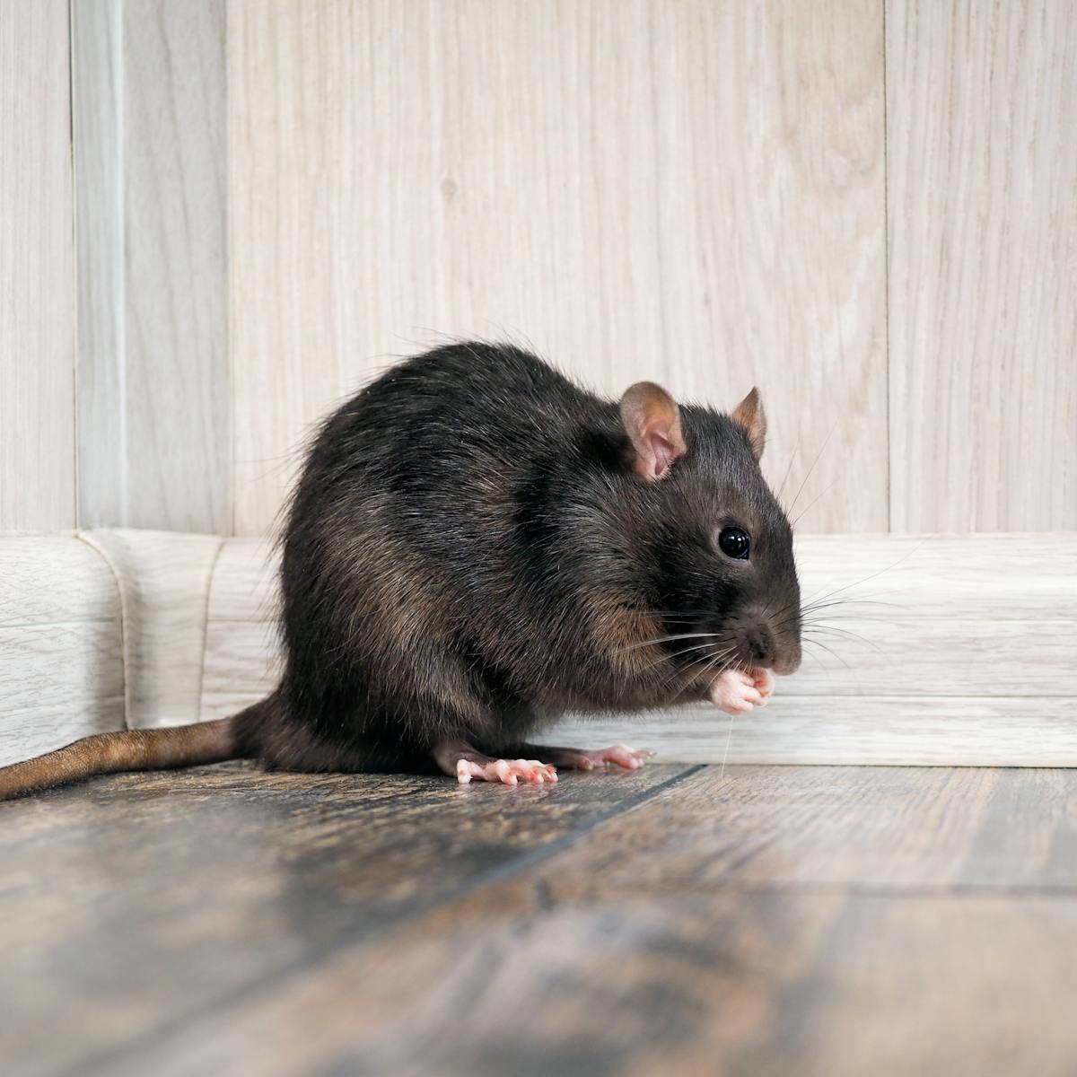 Curious Kids: where did rats first come from?