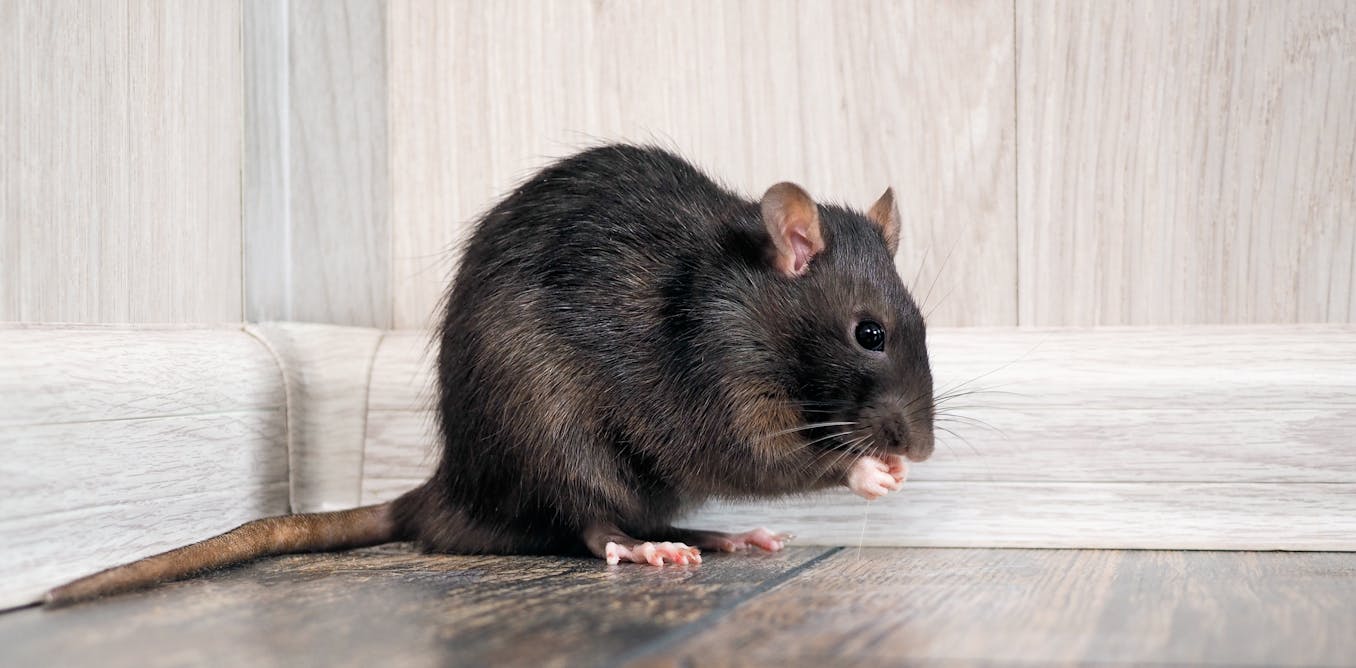 Curious Kids: where did rats first come from?