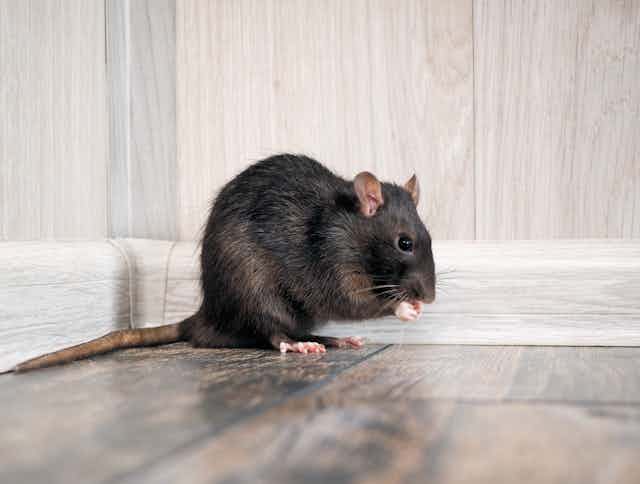 Rat Rat Definition