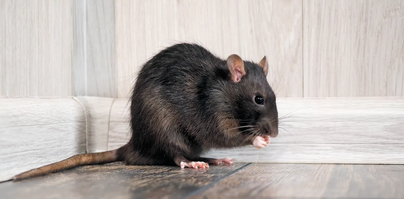 Why Are Rats Invented Curious Kids: where did rats first come from?