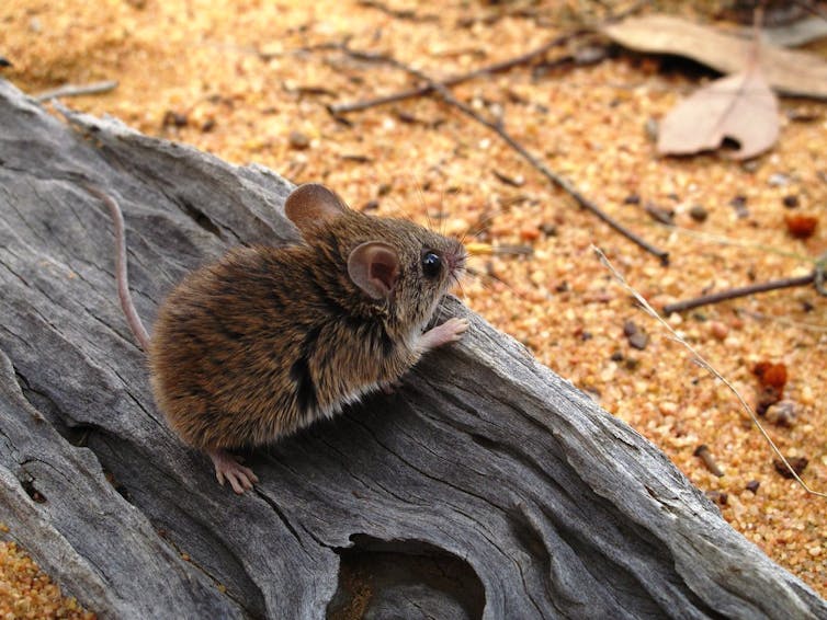 Curious Kids: where did rats first come from?