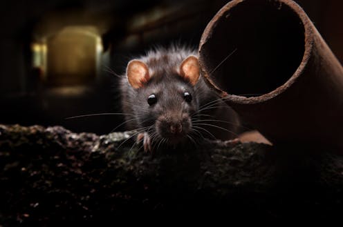 Rat detective uses DNA to uncover how rats scurry around cities