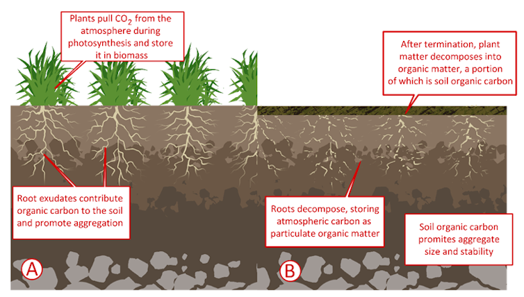 Restoring soil can help address climate change