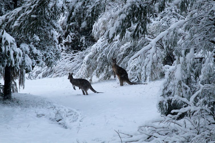 Snow at the footy? Just how unusual was last weekend’s weather?