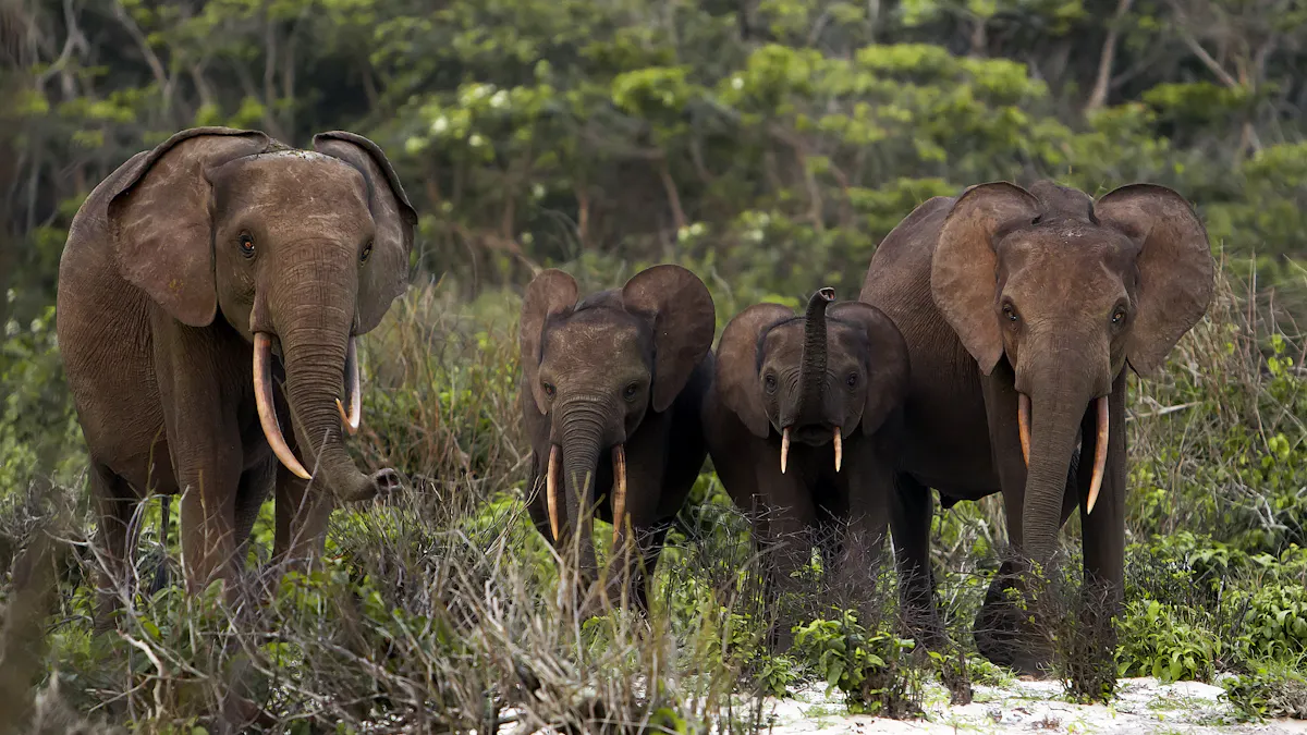 Les Elephants Sont Nos Allies Dans La Lutte Contre Le Changement Climatique Les Elephants Sont Nos Allies Dans La Lutte Contre Le Changement Climatique