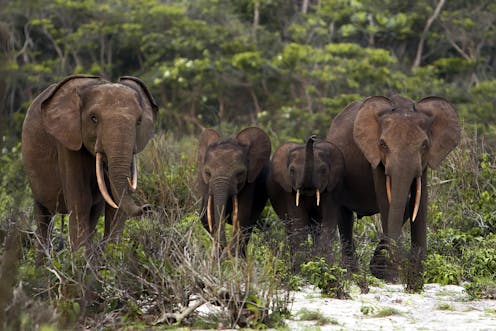Les éléphants Sont Nos Alliés Dans La Lutte Contre Le