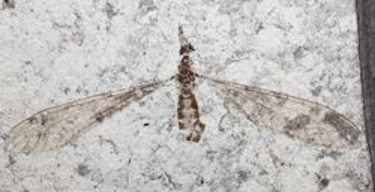 54 million year old fossil flies yield new insight into the evolution of sight