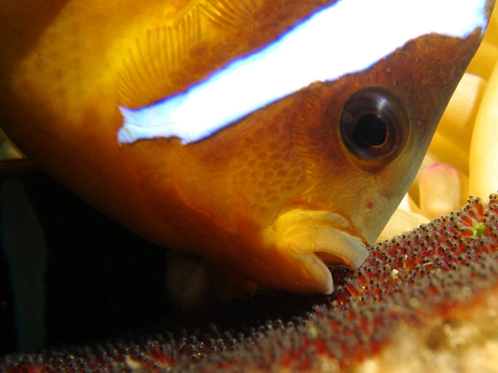 Finding Dory Did Not Increase Demand For Pet Fish Despite Viral finding dory did not increase demand