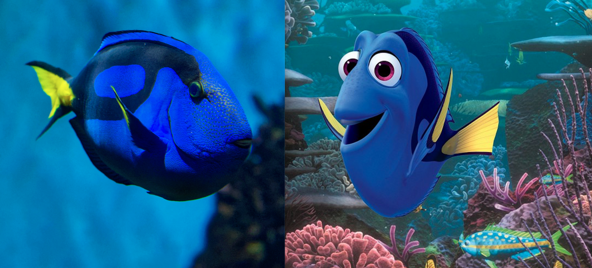 finding dory free online no sign up