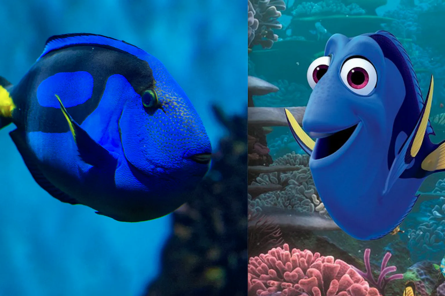 Fish Dooky Finding Dory did not increase demand for pet fish despite viral media ...