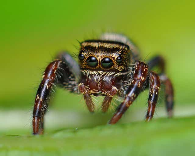 How do jumping spiders make a perfect landing? Watch and learn