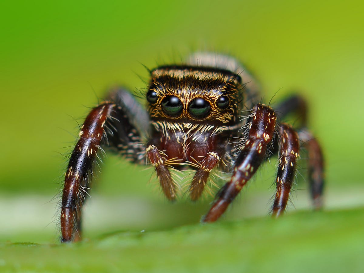 How Do Jumping Spiders Make A Perfect Landing Watch And Learn How Do Jumping Spiders Make A Perfect Landing Watch And Learn