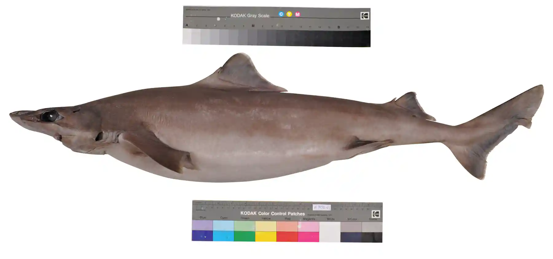 Harrison Fish Australian endangered species: Harrisson’s Dogfish