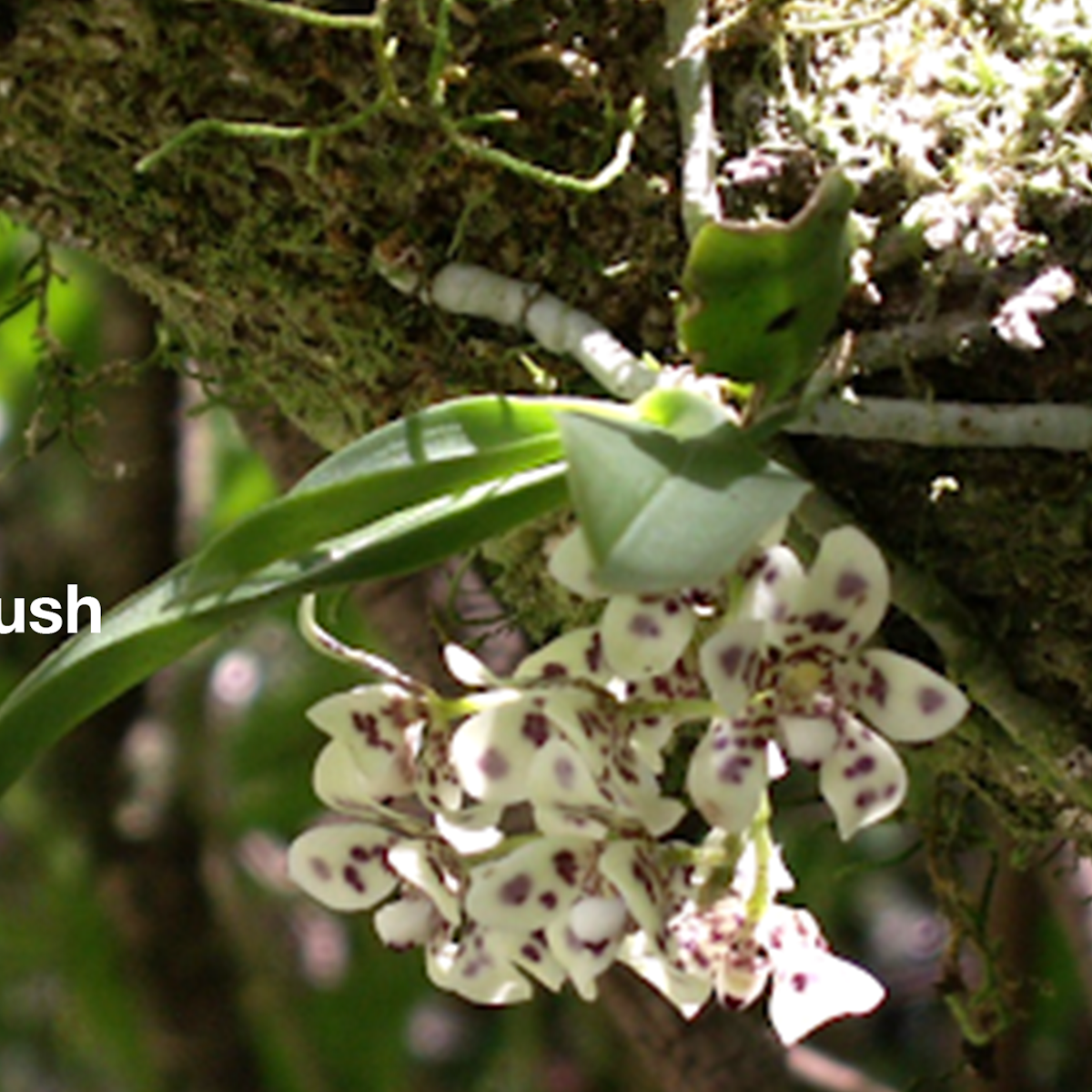 The Exquisite Blotched Butterfly Orchid Is An Airy Jewel Of The Australian Landscape