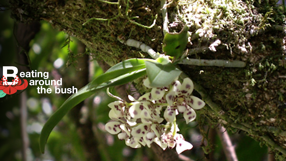 The Exquisite Blotched Butterfly Orchid Is An Airy Jewel Of The Australian Landscape