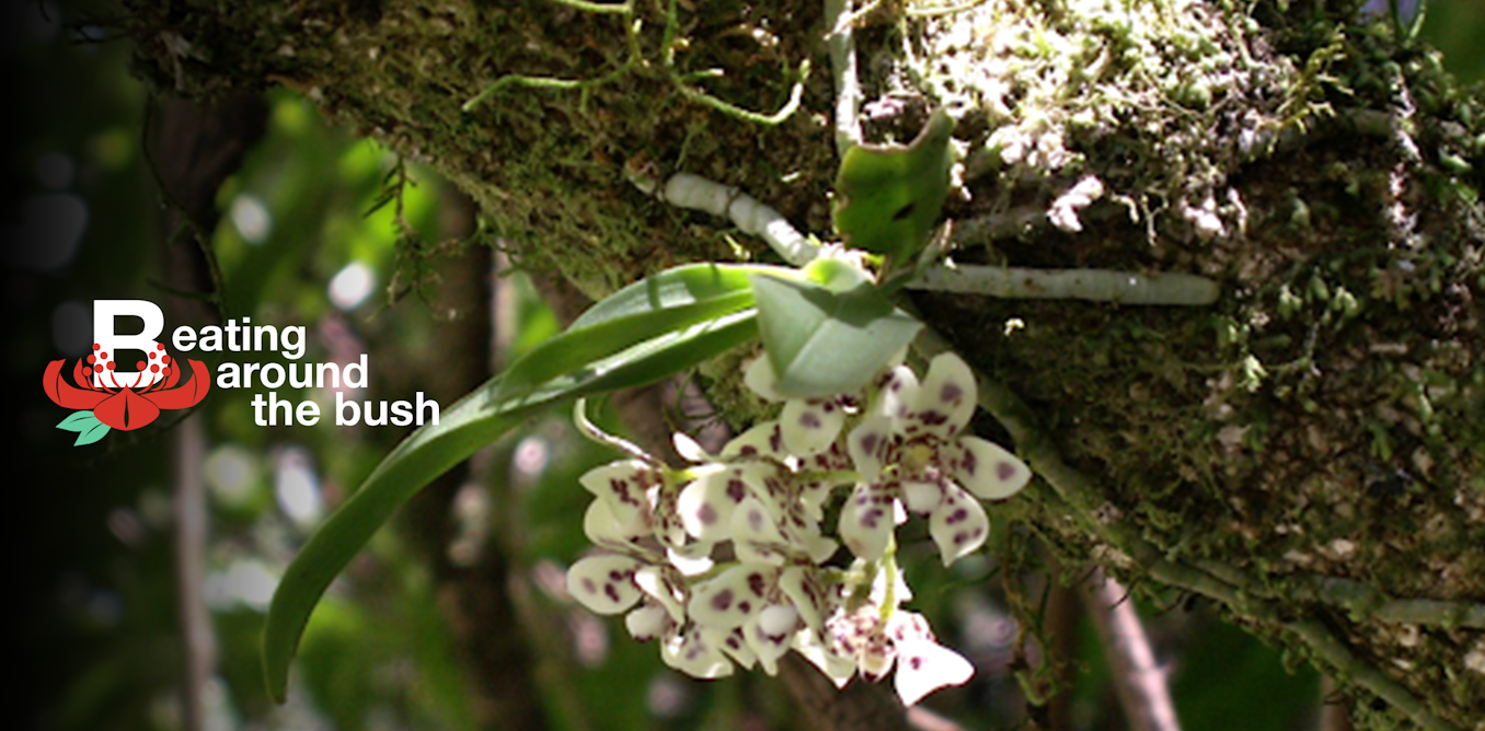 The Exquisite Blotched Butterfly Orchid Is An Airy Jewel Of The Australian Landscape