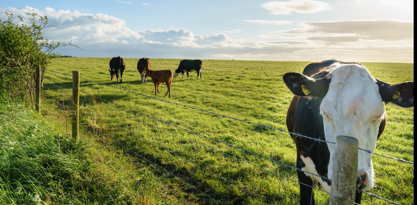 El pastoreo en la ganadería vacuna: un pilar sostenible para la producción de carne