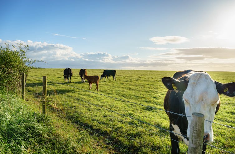 file-20190815-136195-7x86ei.jpg?ixlib=rb-1.1.0&rect=8%2C40%2C5459%2C3590&q=45&auto=format&w=754&fit=clip&profile=RESIZE_710x