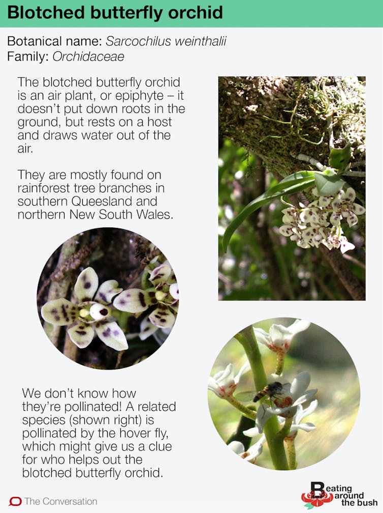 The exquisite blotched butterfly orchid is an airy jewel of the Australian landscape