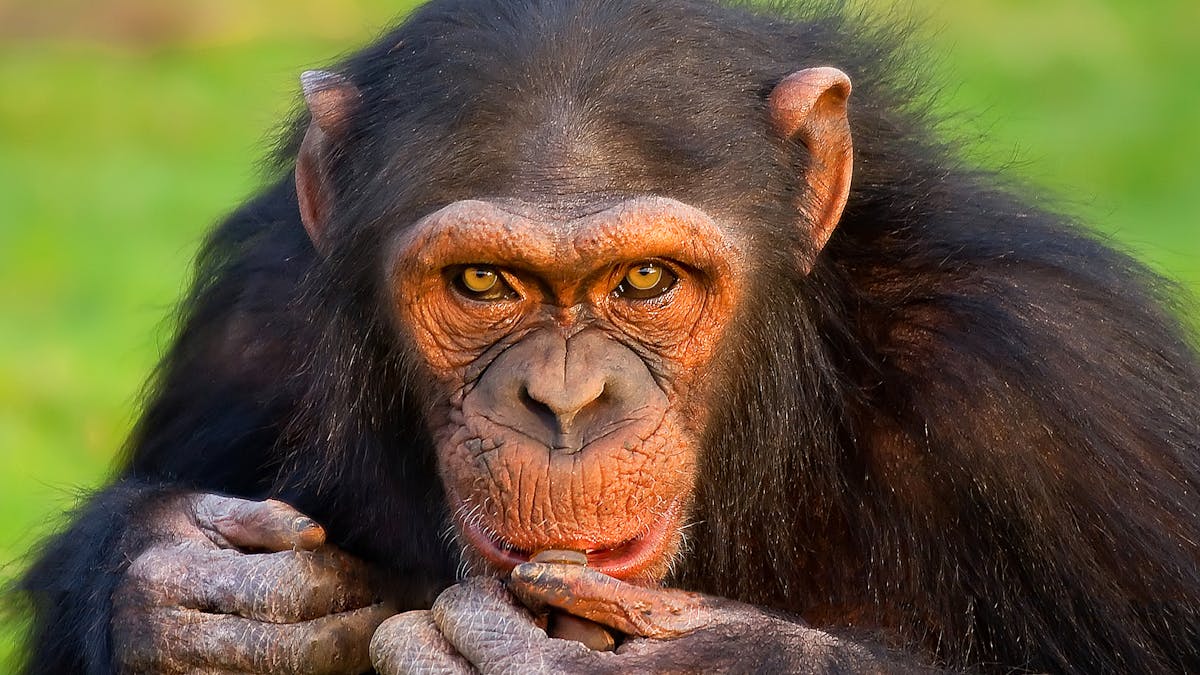 Cannibalism Is Common In The Animal Kingdom Here S Why For Humans It S The Ultimate Taboo