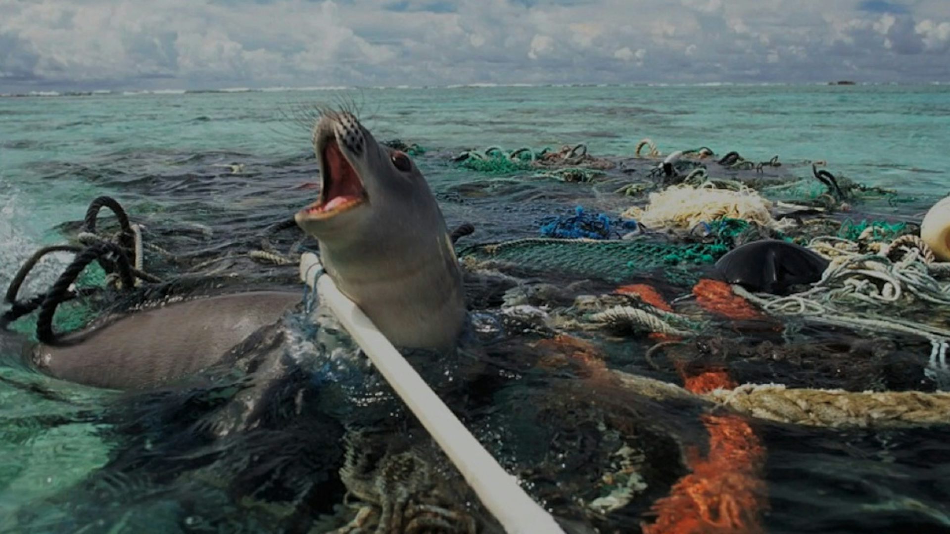 Marine Debris: Biodiversity Impacts And Potential Solutions