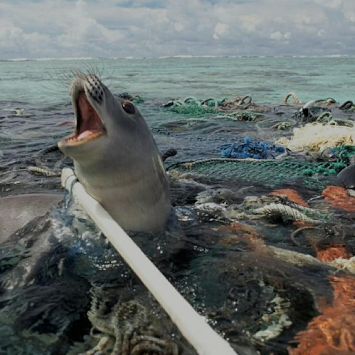 Marine debris: biodiversity impacts and potential solutions